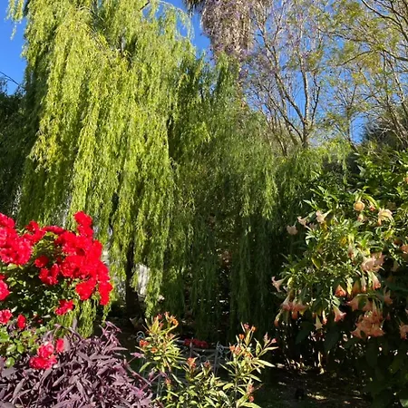 Molino Angorrilla * קדיז